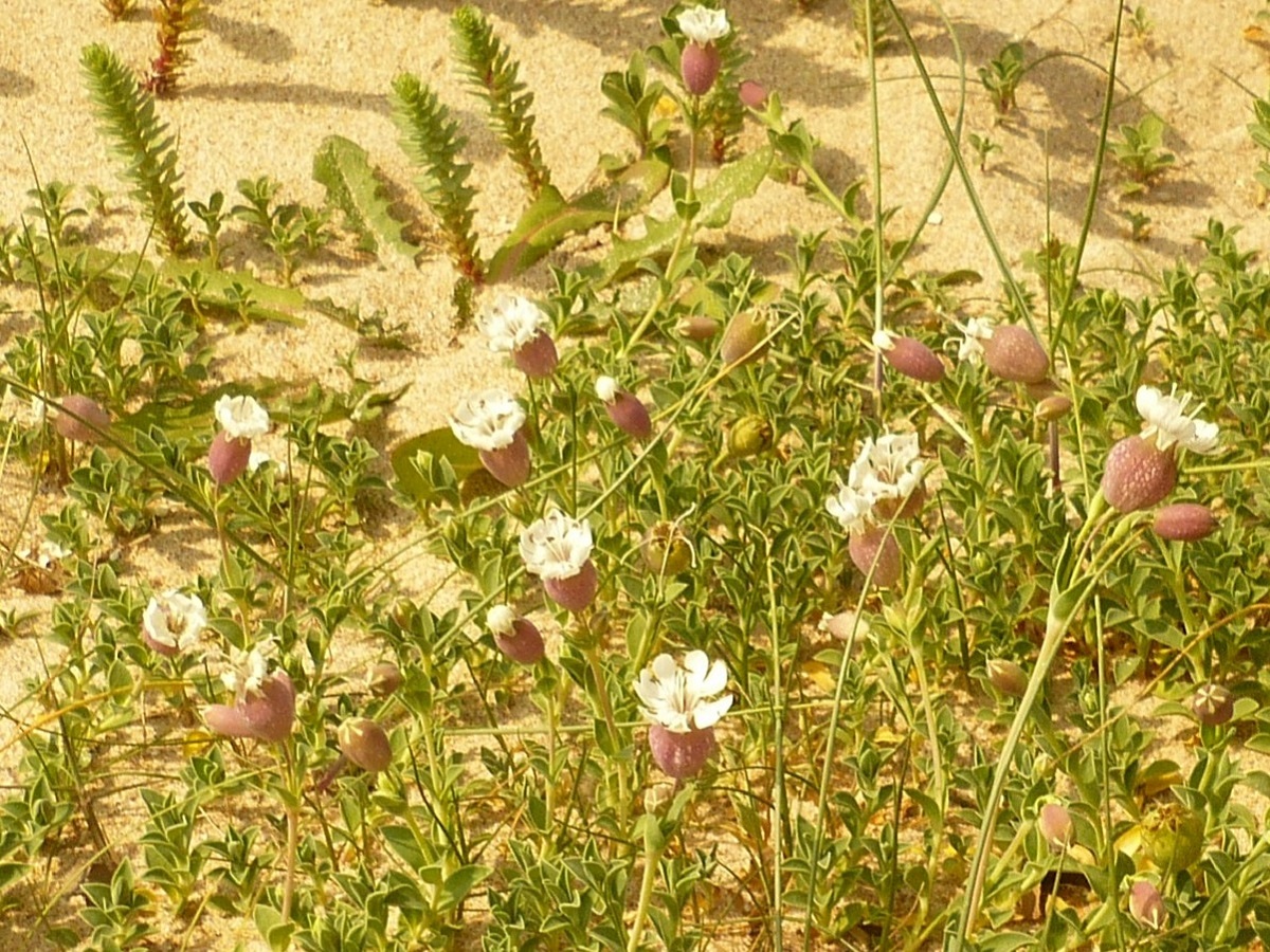Silene uniflora subsp. thorei (Caryophyllaceae)